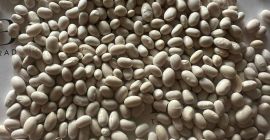 White Beans | High Quality, Ready for Export We