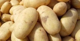 Fresh Egyptian Potatoes for Export – Spunta Variety We