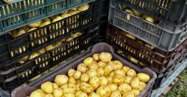 Продајем млади кромпир, цена зависи од жељене количине! Продаје
