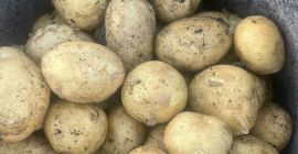 Румунска компанија продаје млади кромпир пореклом из Румуније са