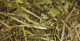 Prezzo dell&#39;erba Echinacea 5 PLN kg 9 quantità circa