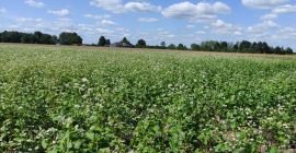 I will sell buckwheat grown without the use of