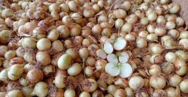 Vendiamo cipolle gialle di nuova stagione, calibro 50-60. La