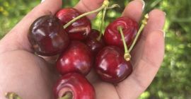 We offer cherries for processing (20 tons and above)