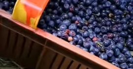 Добро утро, реколтата ще се проведе през 2025 г.,
