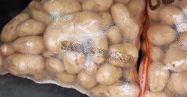 Я продаю картофель сорта СПУНТА (свежий) натуральный, который растет