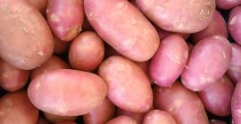 High quality new potatoes. It is whashed.