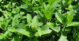 Menta olandeza proaspata, foarte aromata, bine dezvoltata, ingrijta manual