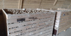 Potato for Sale – Lilly, Edison, Ludmila – 45