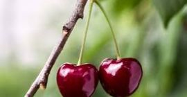 I WILL BUY LARGE QUANTITIES OF HUNGARIAN CHERRIES FOR