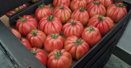 Rossamunda fajtájú málnaparadicsomot árulok. Raklapos mennyiség, 8 kg-os tálcákba