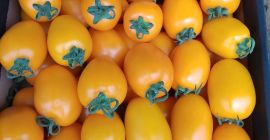 Я продам желтые сливовидные помидоры, количество на поддонах.