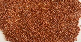 Offering UKRAINIAN RED MILLET Quantity: 300 metric tons Quality