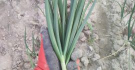 I will sell peeled white onions or onions with