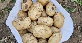 Our company sell big quantities of fresh potatoes Origin