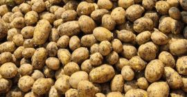 Unser Unternehmen vertreibt große Mengen frischer Kartoffeln aus Rumänien