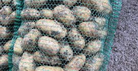 Vendita di patate novelle disponibili 10 tonnellate
