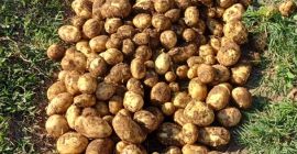 Vendo patate novelle, precocissime, Carrera. Raccolgo su richiesta, grandi