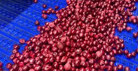 IQF FROZEN SOUR CHERRY with pit, without pit (BONE)