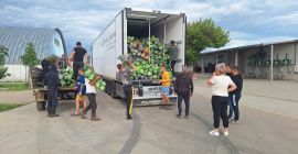 I sell cabbage 2-4 Kg, quantity 200 tons. Only