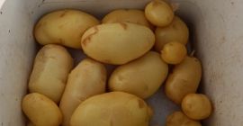 Frische Kartoffeln der Sorte Agata.