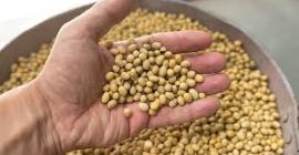 Наличност: 1000 тона соя (ГМО) от Украйна. Продуктът е