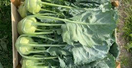 I will sell beautiful kohlrabi. Truck quantities, permanent cooperation.