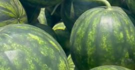 ARBUZ GRECKI SELIN oraz BOSTANA – HURT Bezpośredni import z