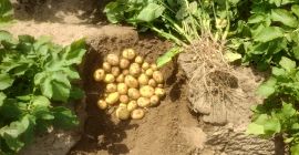 Colomba new potatoes