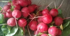 Hello.. I will sell radishes from my own cultivation.