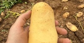 Patate di qualità Noha in vendita 1 tlf [telefono]