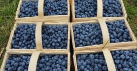 Ich verkaufe frische Blaubeeren direkt von der Plantage. Verschiedene