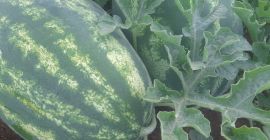 Watermelon, very sweet, from the Skadar Lake region. An