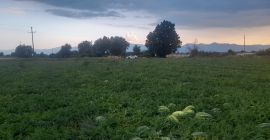 Pepene verde, foarte dulce, din regiunea lacului Skadar. O