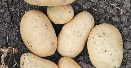 I sell new yellow Riviera and Carrera potatoes uncalibrated
