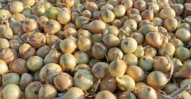 Продавам лук, сортиран 5-7, 5-8, 7+, полски продукт, с