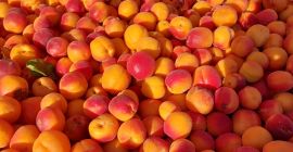 I will purchase industrial apricots for processing. Quantity ranges