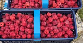 Málna eladó • Fajta: Przehyba, Glen • Kiszerelés: 500g