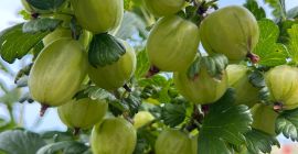 ⸻ Agrișe White Triumf - recoltă proaspătă! Oferim agrișe