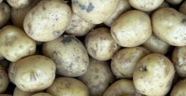 Продаю картофель сорта Ревьера или Аризона. Количество до 100