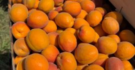 SRL Ciumașu Fruits Trade has for sale apricots of