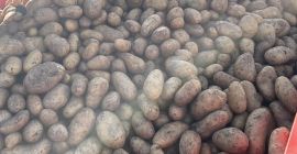 Продајем бели кромпир, семенски кромпир Ривијера/црвени кромпир Есми, продаје
