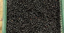 I will sell Polish fresh berries in ton quantities.