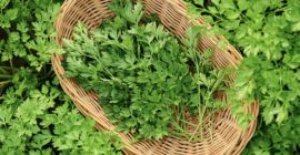 Frische grüne Petersilie, rumänische Produktion