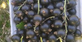 I will sell blackcurrants, picked by hand
