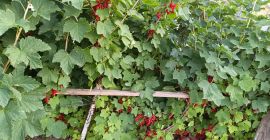 Продавам прясно набрани червени касис. Растенията са без инсектициди.