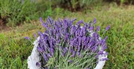 Lavanda recisa da coltivazione naturale, sia a foglia stretta