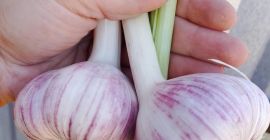 I will sell garlic of various calibers. The price