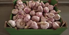 I will sell this year&#39;s Polish garlic Dried and