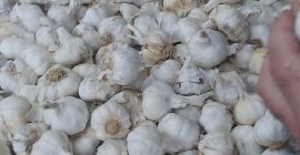 Wir importieren Knoblauch aus Spanien in großen Mengen. Lila,